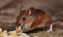 tree-injection-for-pest-control Experts in Rook